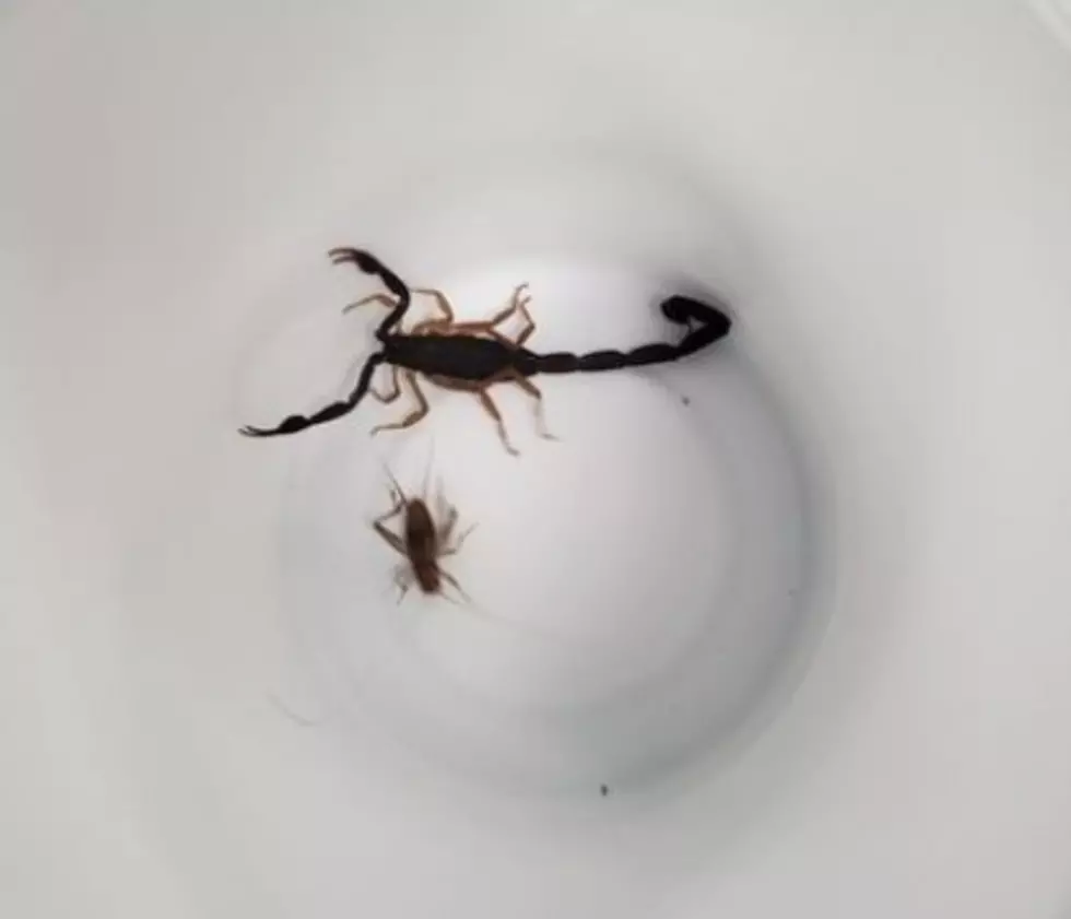 Norwich City School Staff Find Scorpion In Bananas