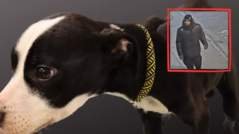 Albany Police Searching for Man After Puppy Abandoned Outside City Court