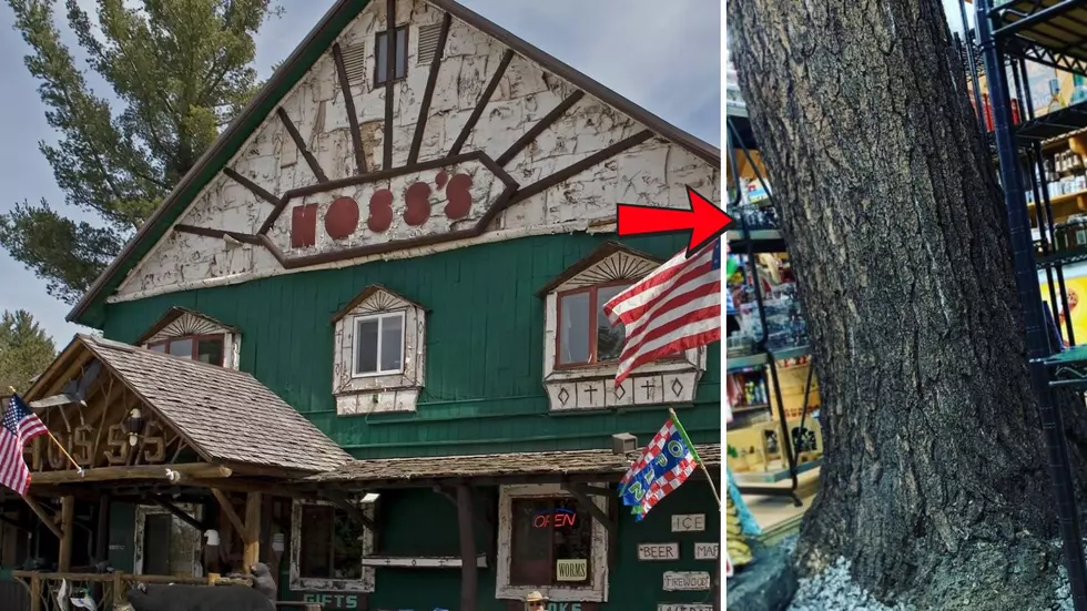 Iconic Adirondack Country Store Has a Living Tree Growing Through It